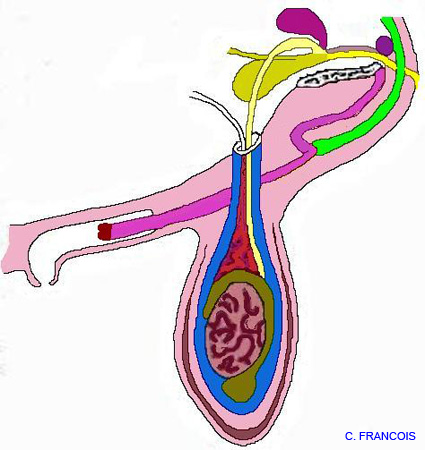 forme_perineale