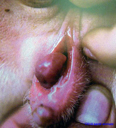 hermaphrodisme_ov_ceva
