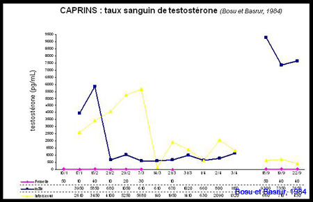testosteronemie_cp
