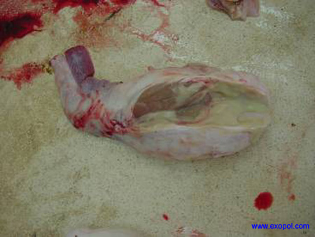 orchite_purulente_exopol