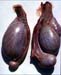 orchiepididymite_b-garin-bastuji_afssaa_maisonsalfort