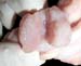 vesicules_seminales_grosplan