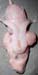 vesicules_seminales_saines_ovin
