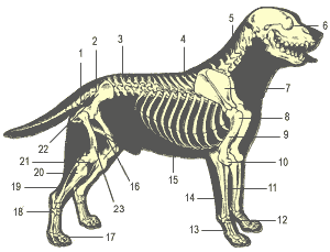 Dog Skeleton